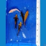 Paket 5 ikan kropyok
