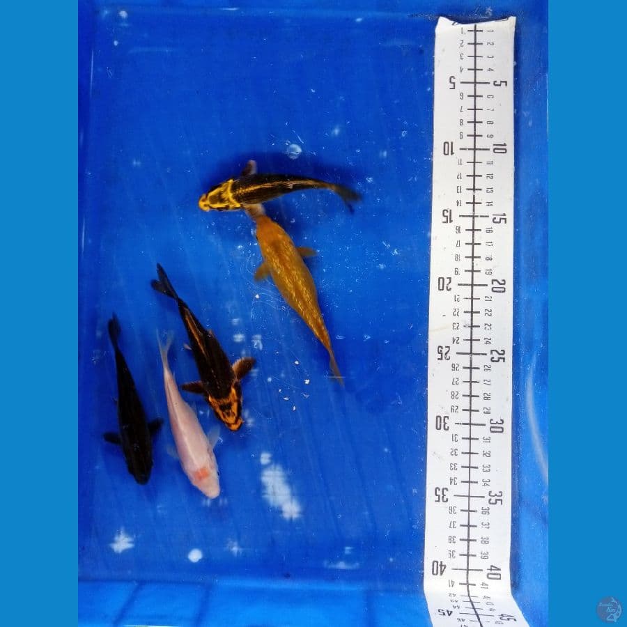 Paket 5 ikan kropyok