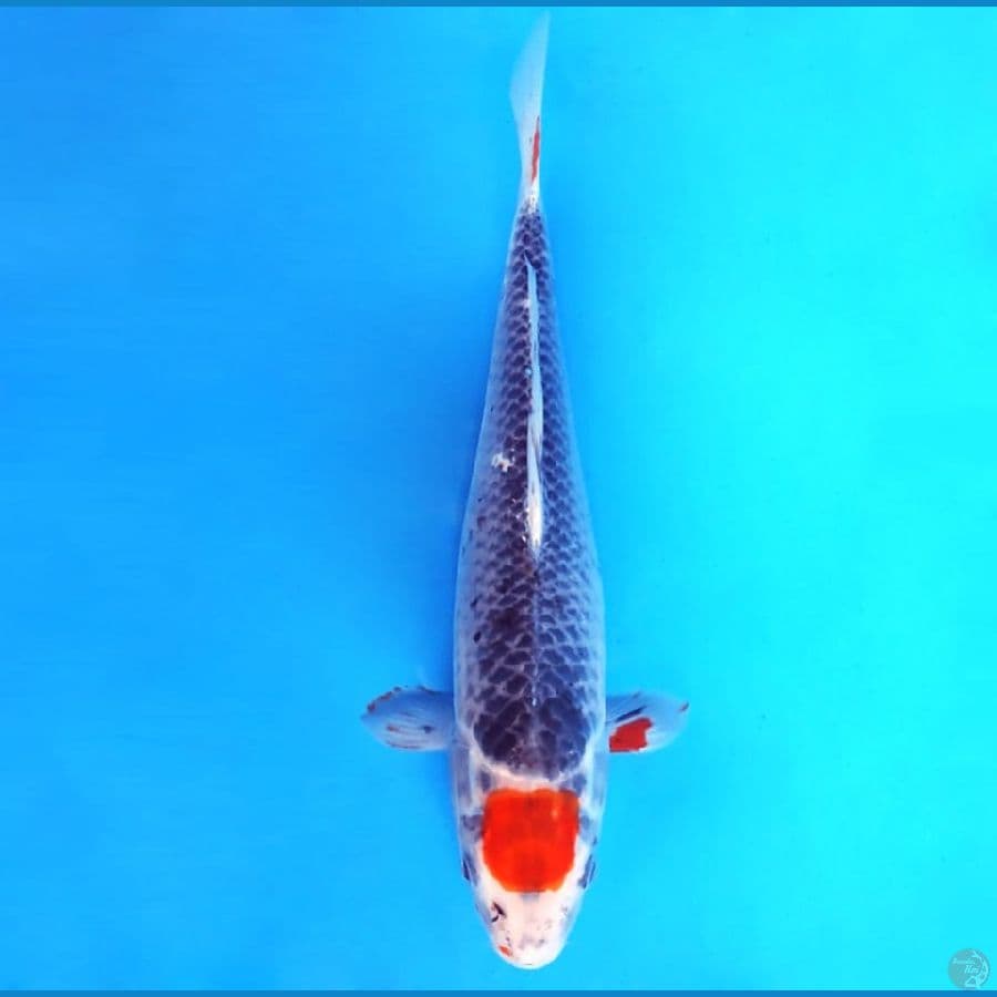 11.TANCHO GOSIKI 32 cm/famale