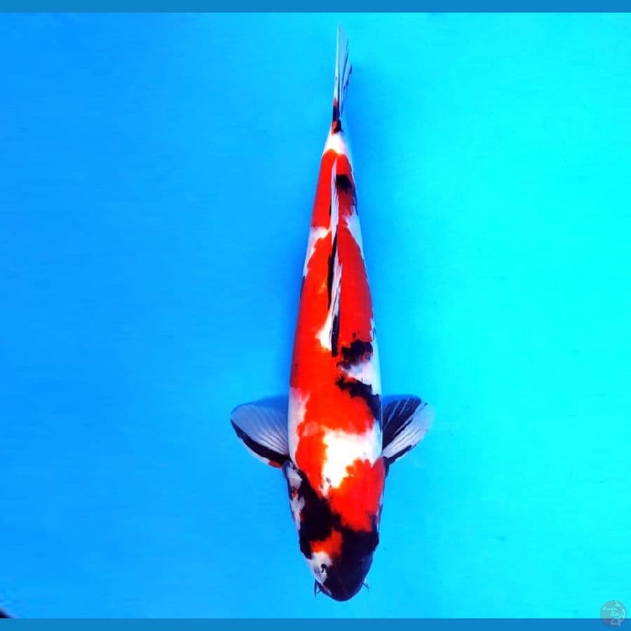 12.SHOWA 35 cm/famale