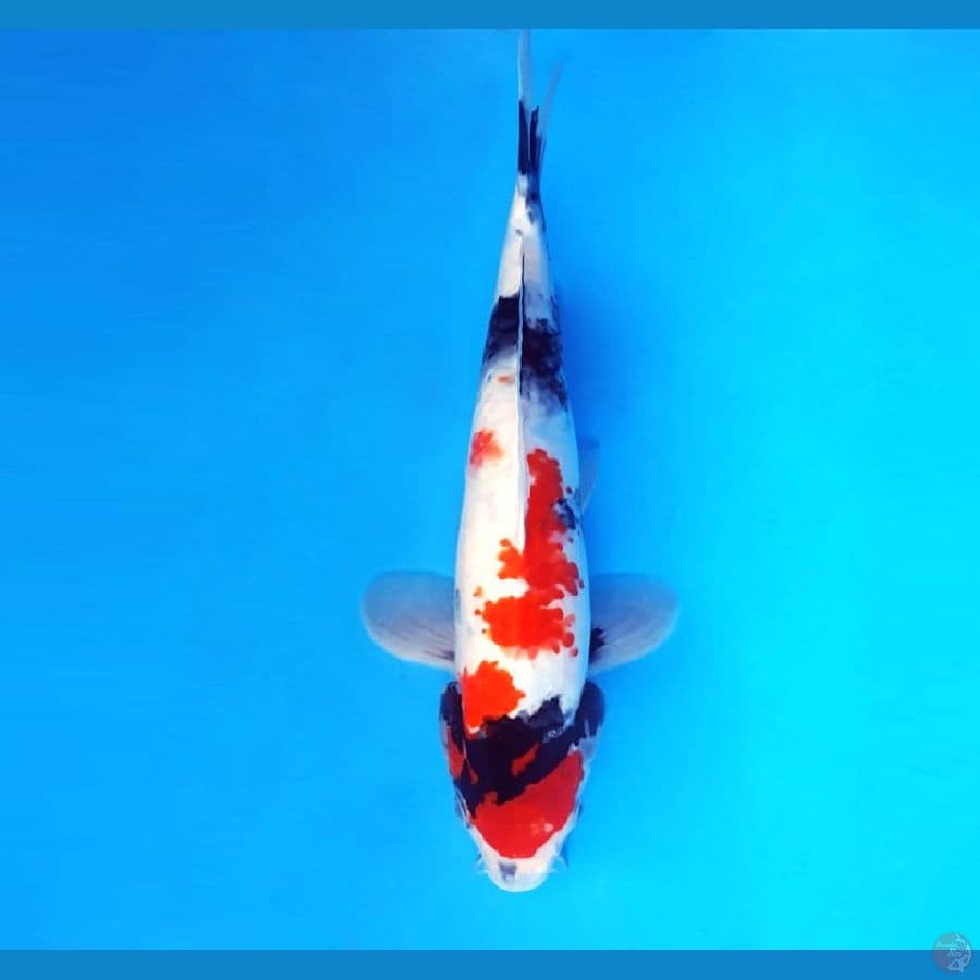 14.SHOWA KANOKO 29 cm/famale