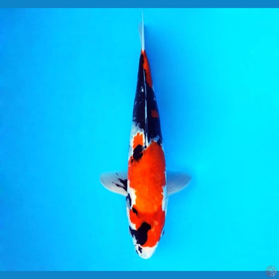 15.MARUTEN SHOWA 31 cm/famale