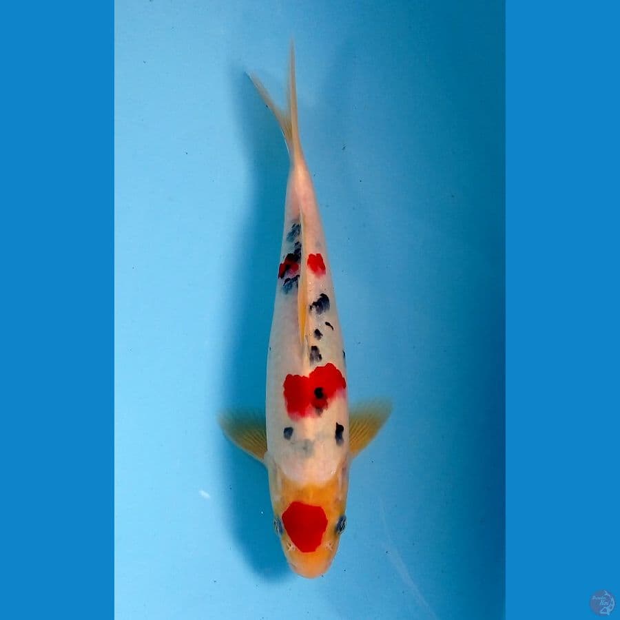 maruten sanke 27cm