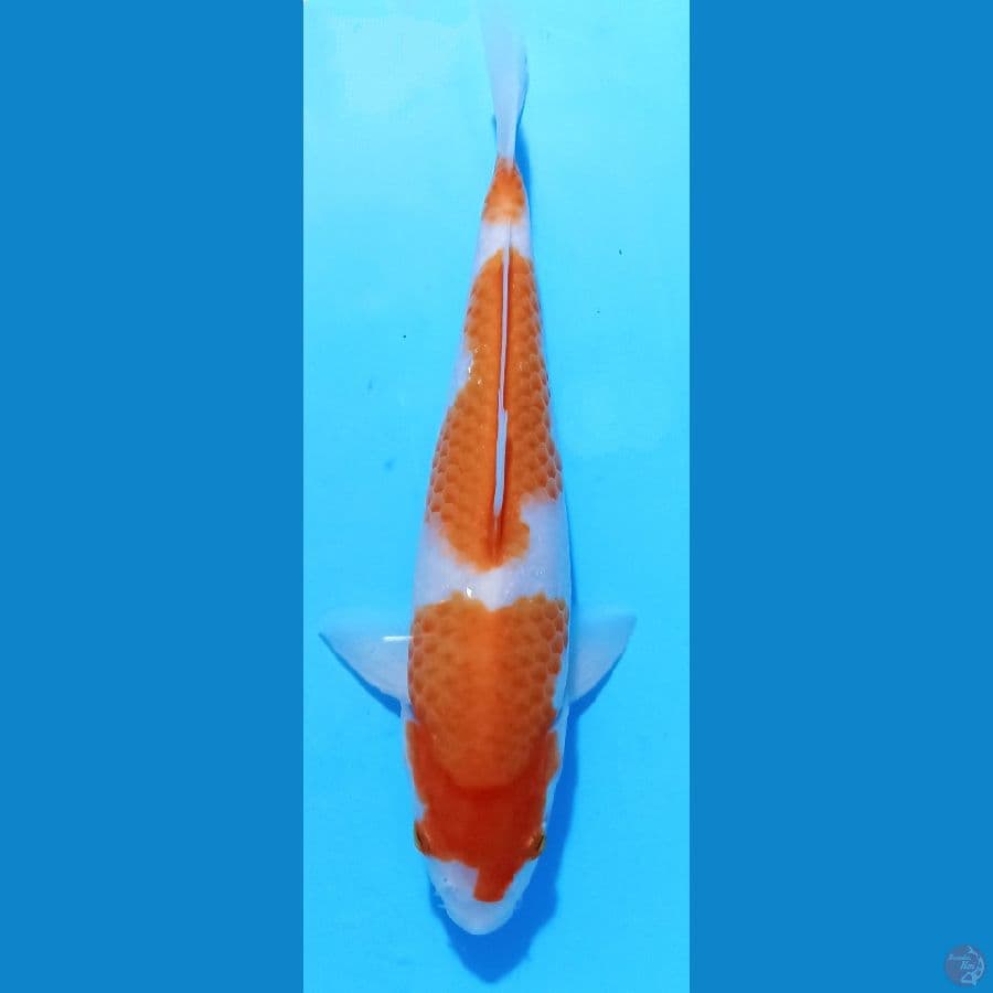 kohaku 27cm
