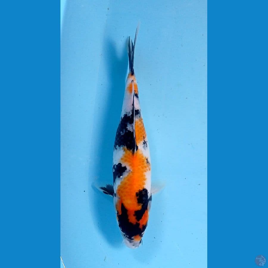 showa 26cm