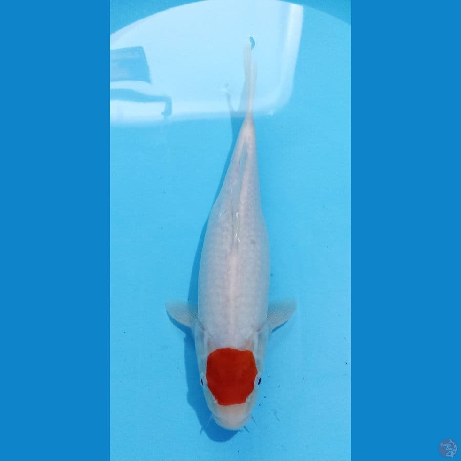 tancho kohaku 31cm