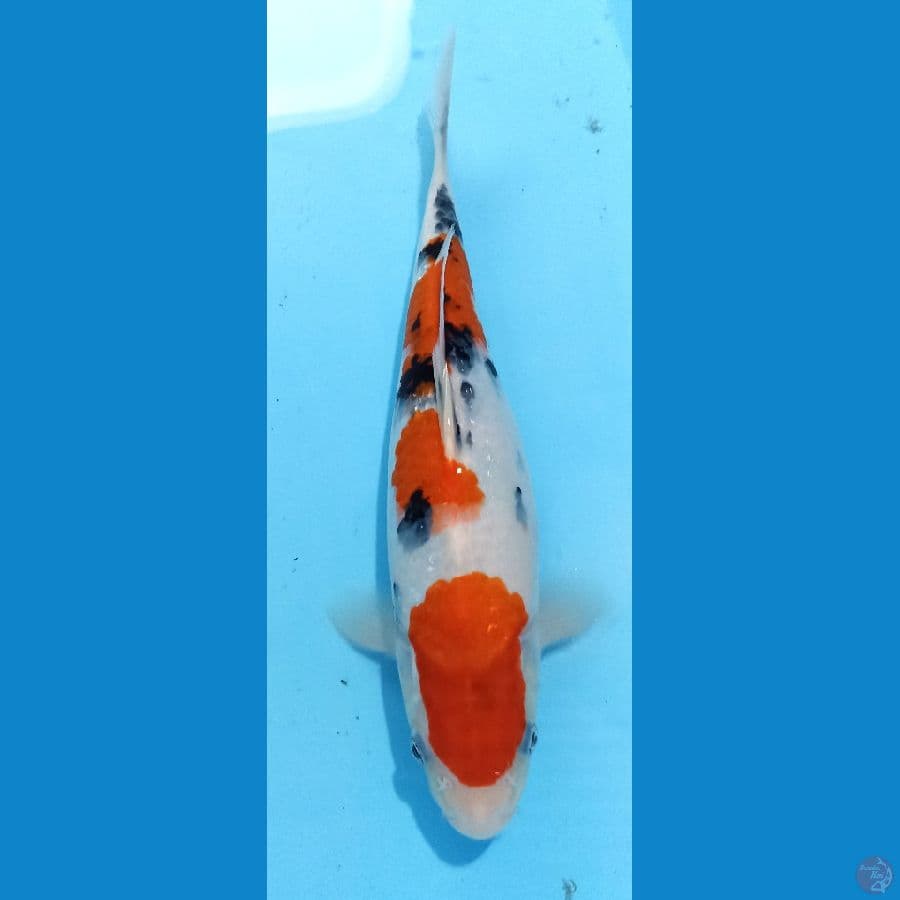 sanke 32cm