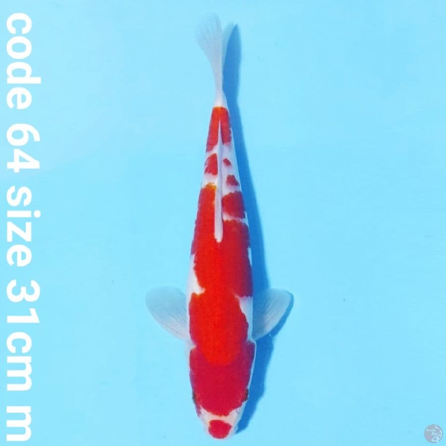 kohaku merah solid