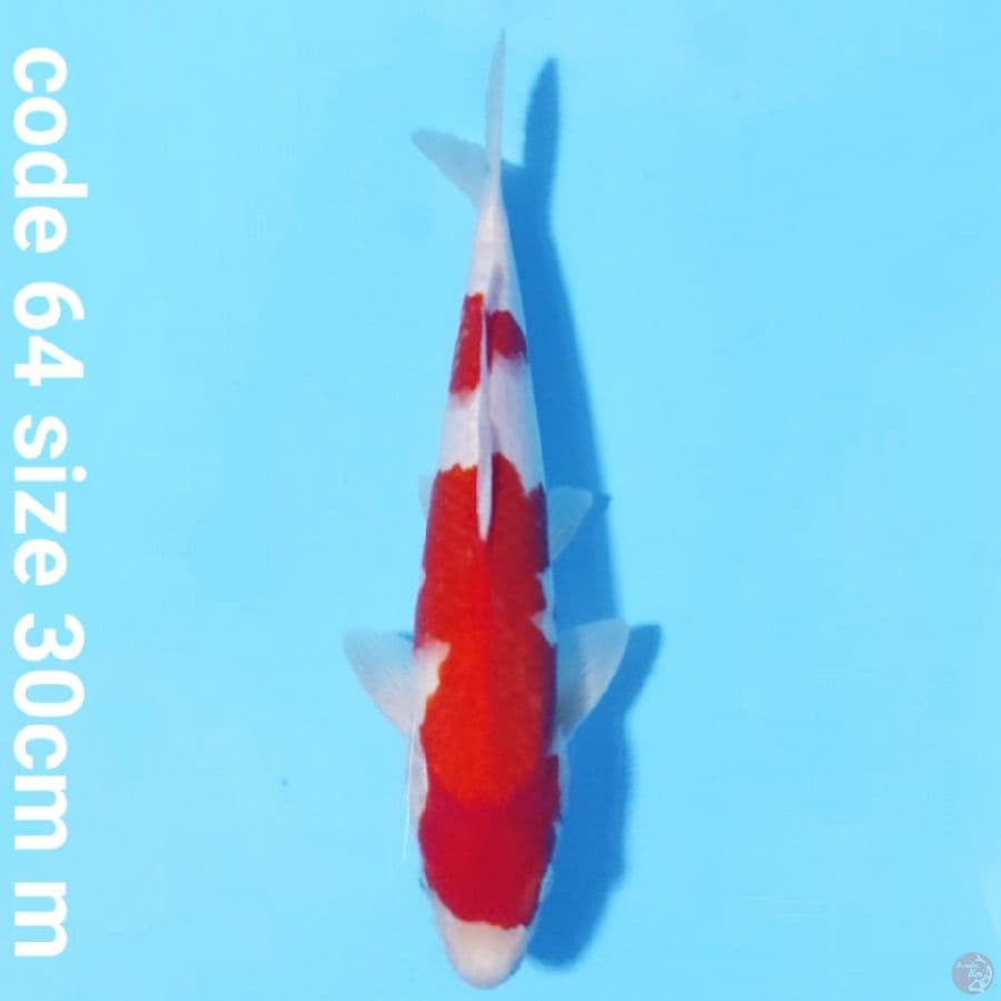kohaku red strong