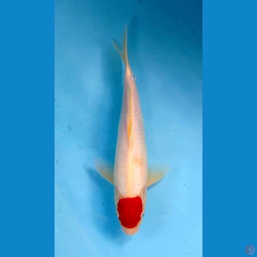 tancho29cm