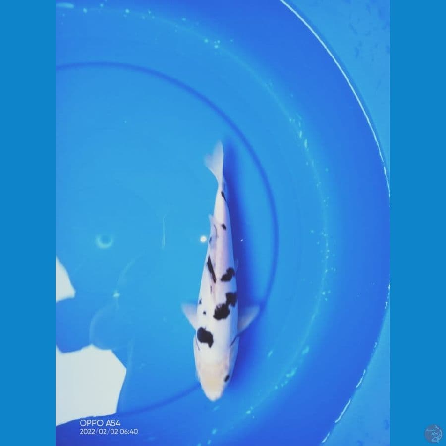 Bekko Doitsu 23 cm