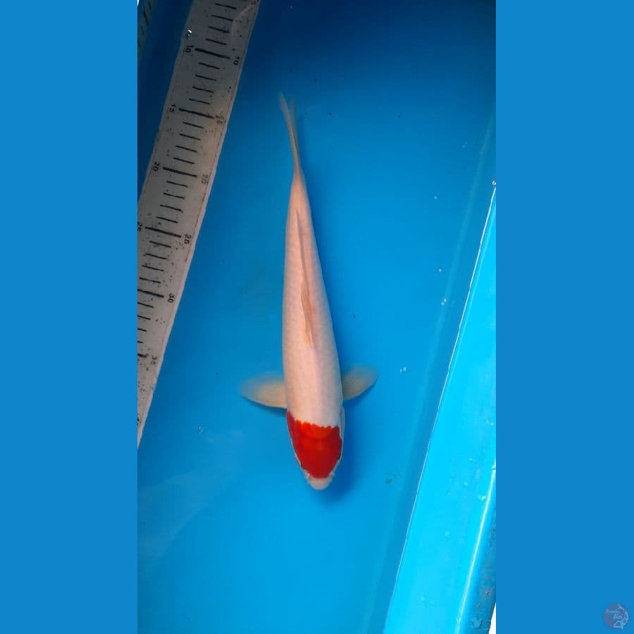 tancho 30cm 