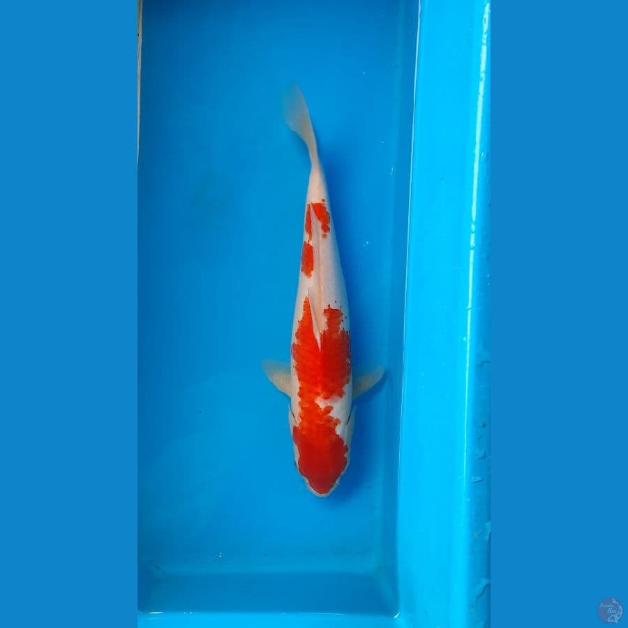 kohaku 31cm
