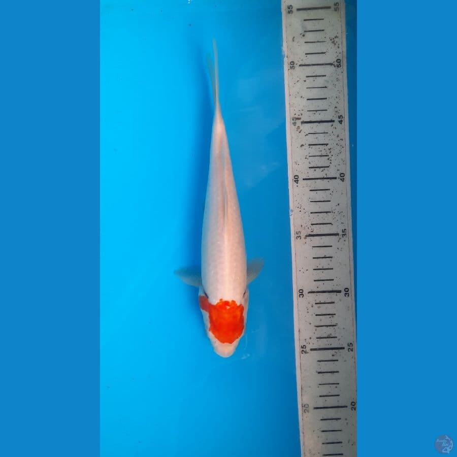 tancho 25cm