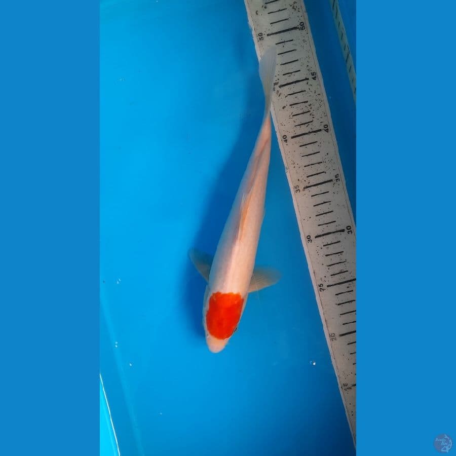 tancho 28cm 