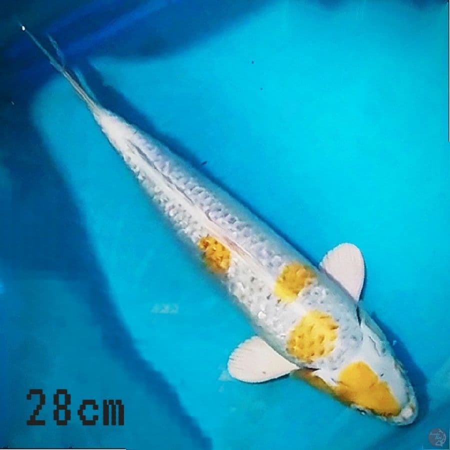 Hariwake ginrin
