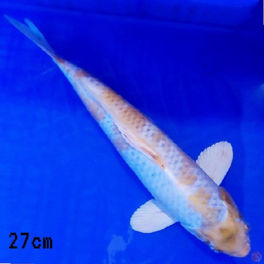 hariwake
