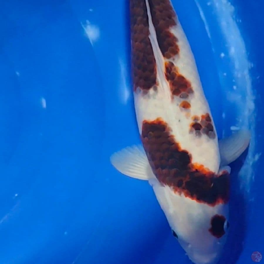 goromo 43cm