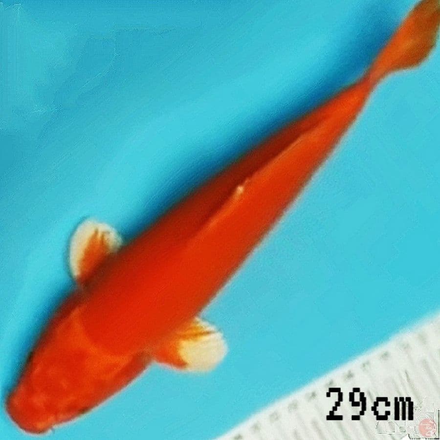 ogon
