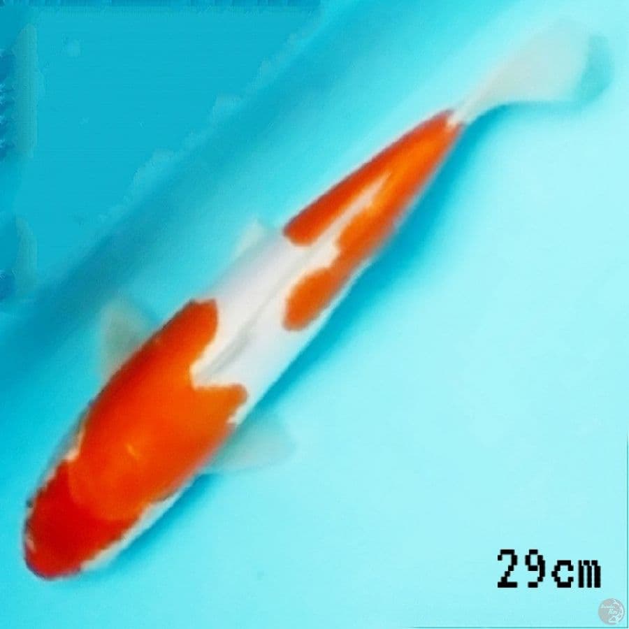 kohaku doit murni