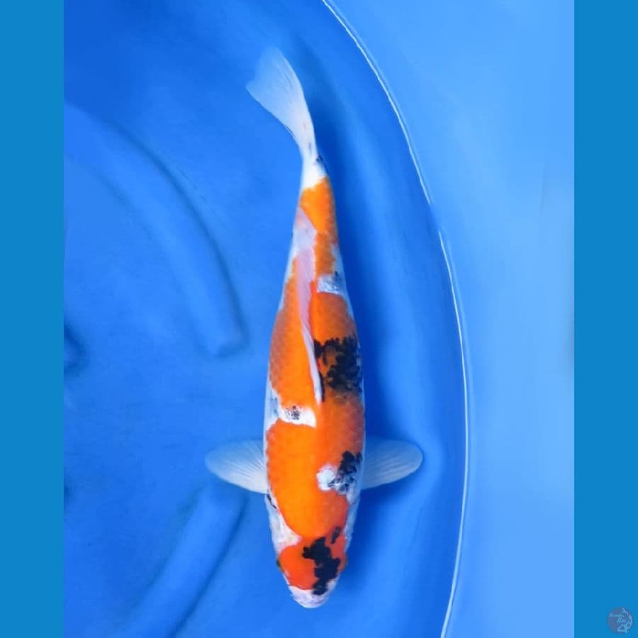 Showa jumbo inazuma 45cm