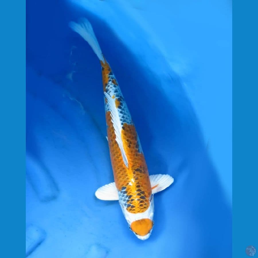 Kujaku 47cm male 