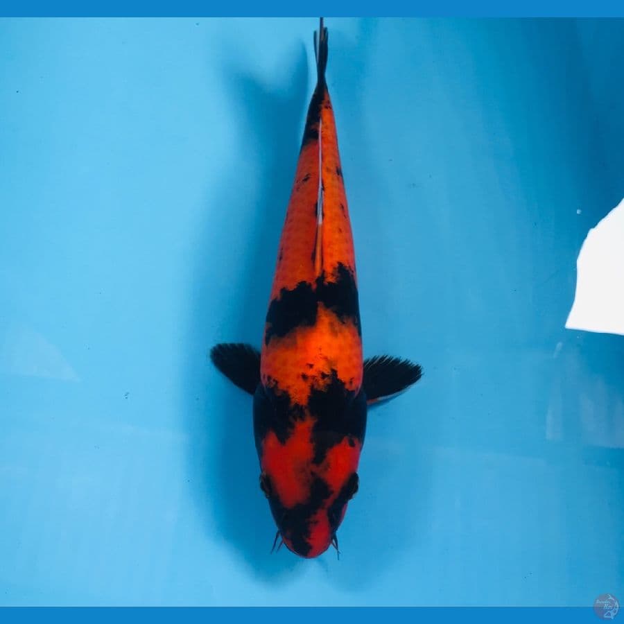 hi utsuri, 28 cm