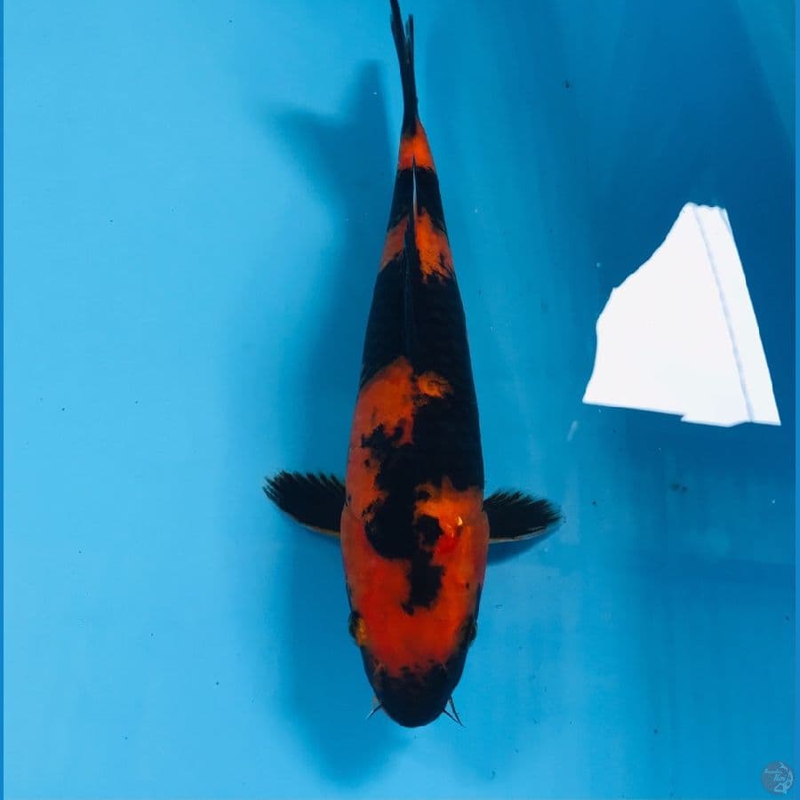 hi utsuri, 29 cm