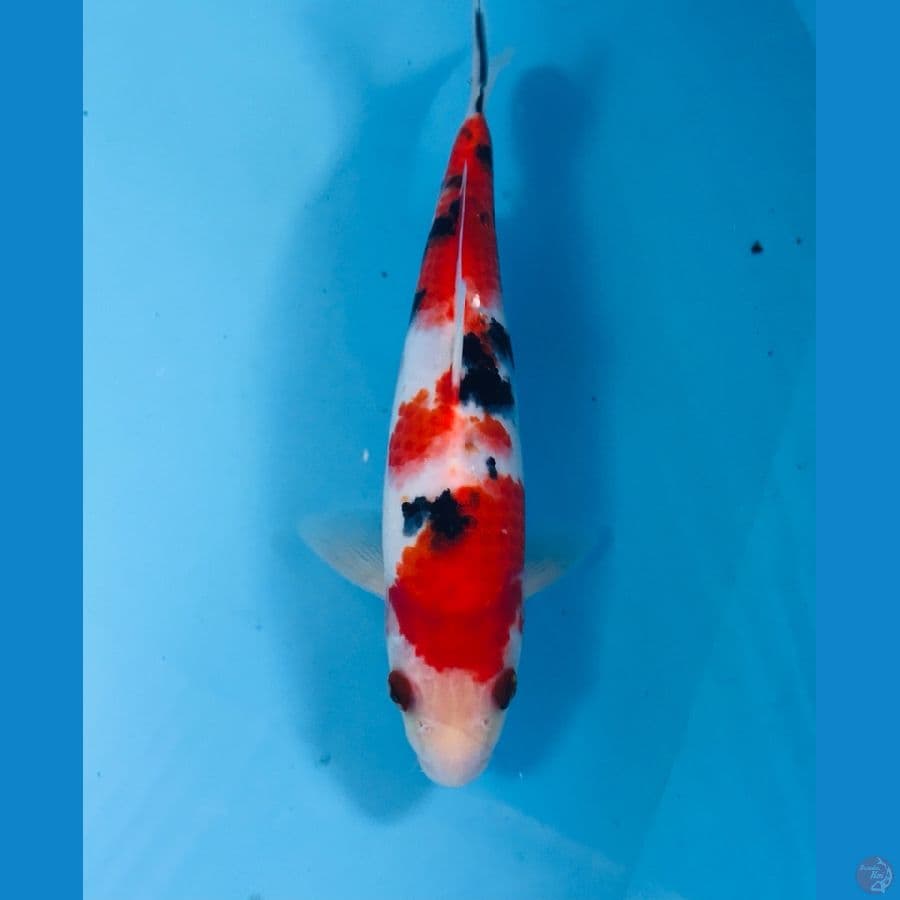 sanke, 25 cm