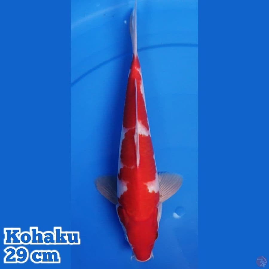 Kohaku Red Strong 29 cm