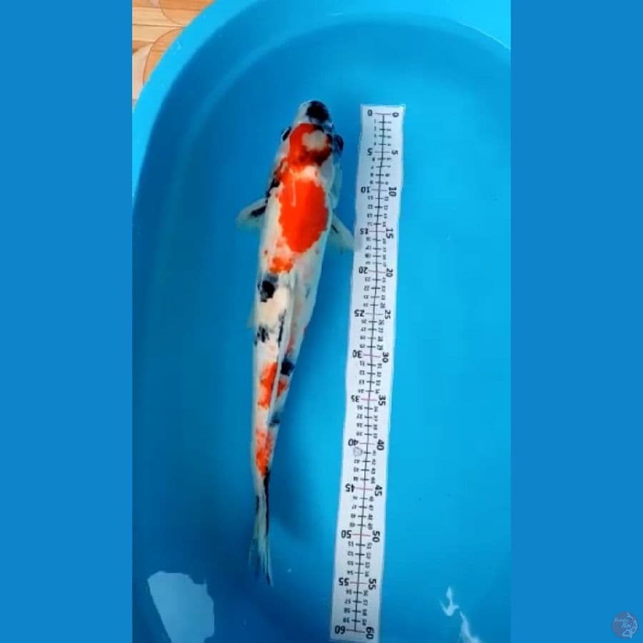 showa jumbo 55cm