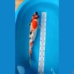 showa jumbo 55cm