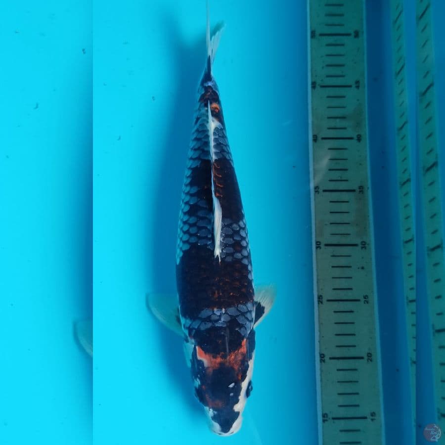 Kawarimono 36up Female
