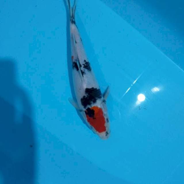 Showa tategoi 28 cm