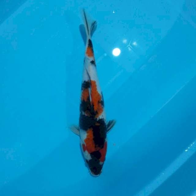 Showa 31 cm