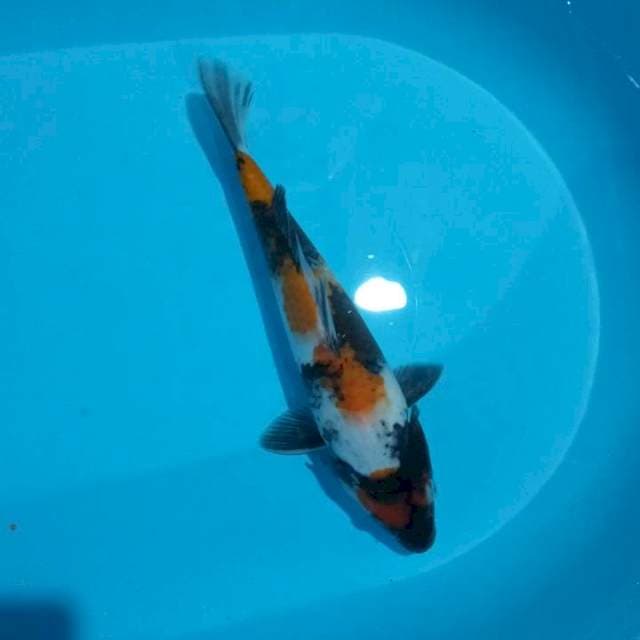 Showa 31 cm