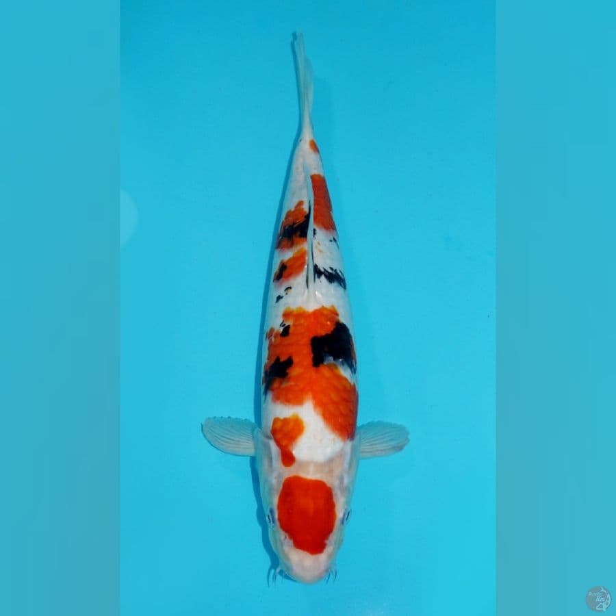MARUTEN SANKE, 37 CM