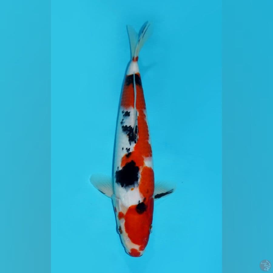 INAZUMA SANKE, 36 CM