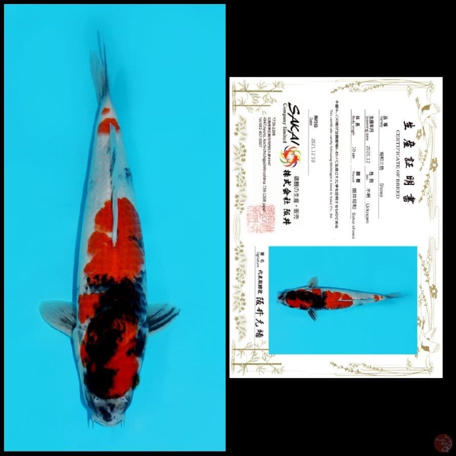 MDSW04 ~ SHOWA IMPORT SAKAI, 32CM