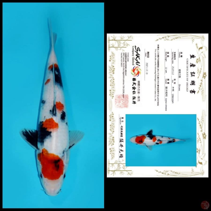MDSW16 ~ MARUTEN KINDAI SHOWA, 33CM