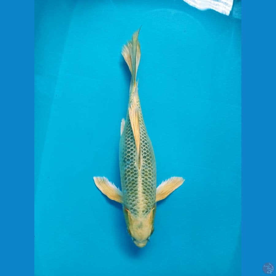 Kumpay Kin Matsuba - 34cm