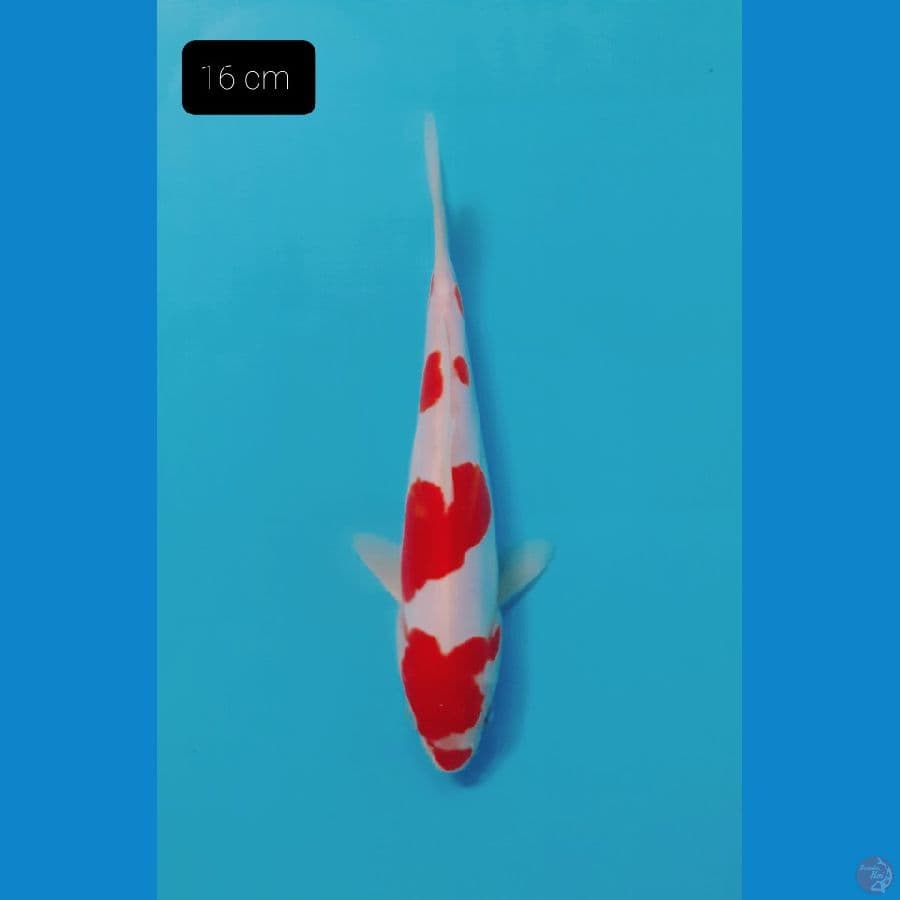 Kohaku Doit 16 cm