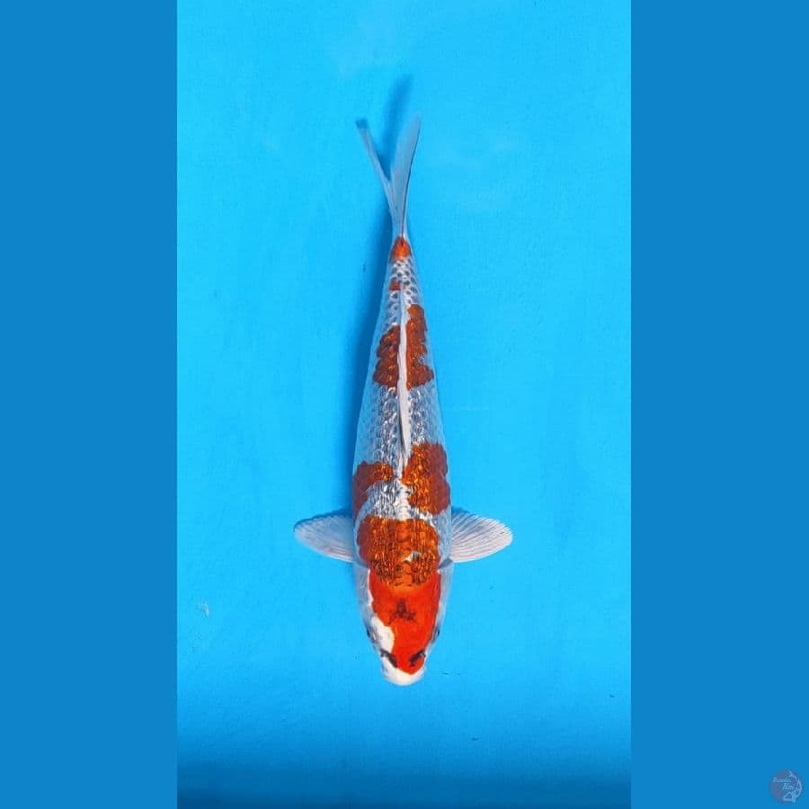 kujaku ginrin 30cm
