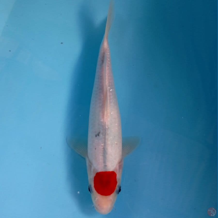 tancho, 28 cm