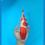 KOHAKU 4 STEP