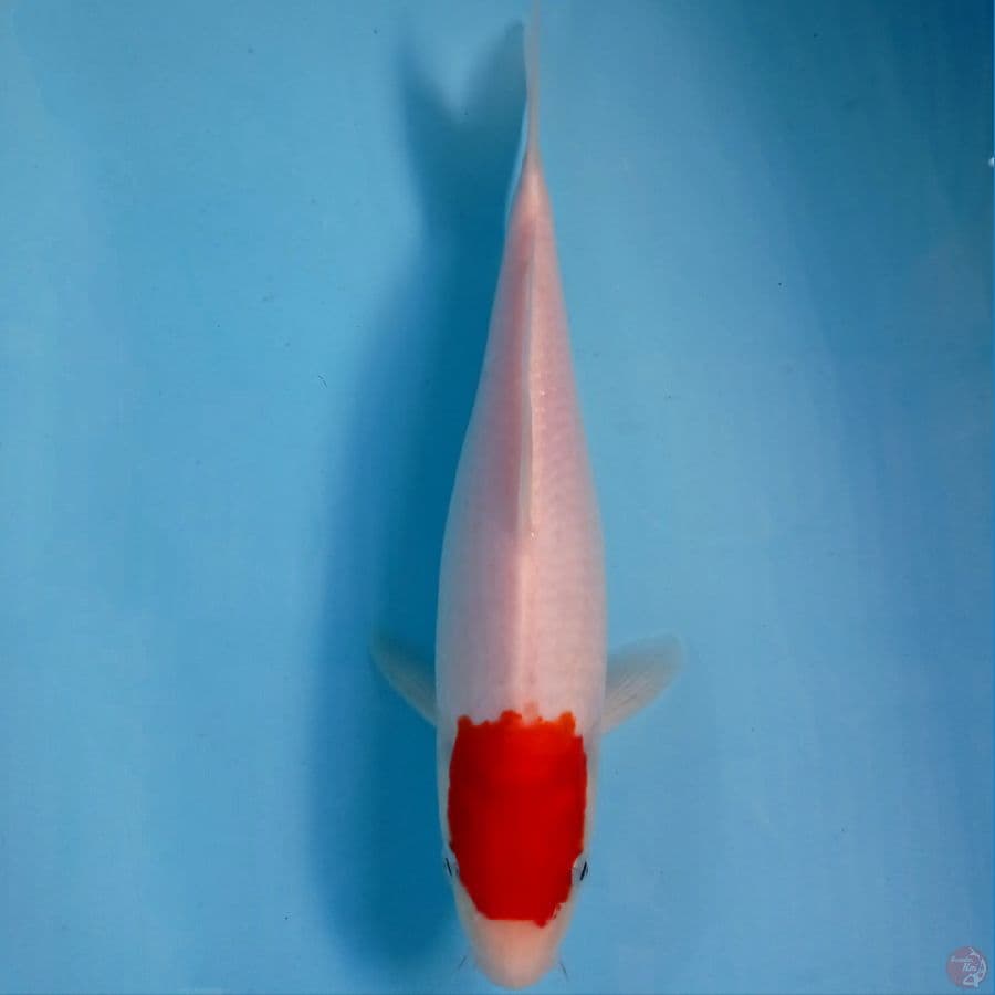 tancho, 27 cm