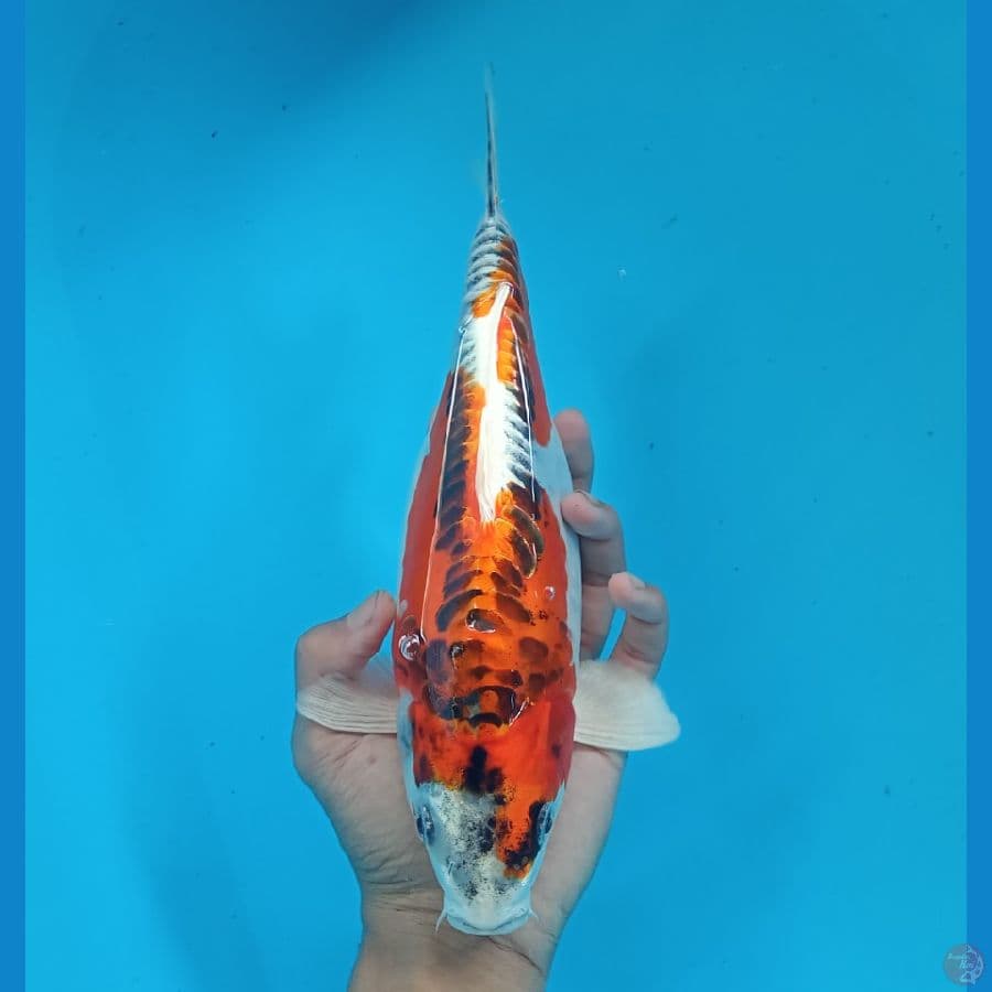 ShortBody BeniKiko
