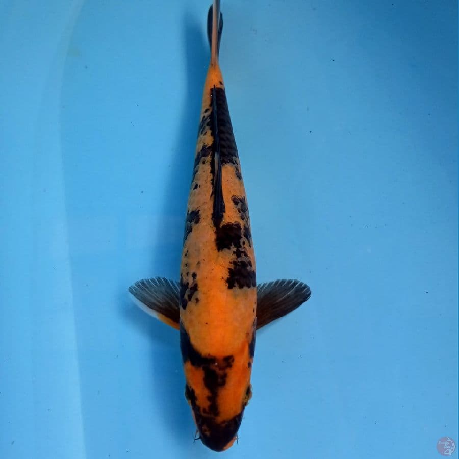 hi utsuri, 25 cm