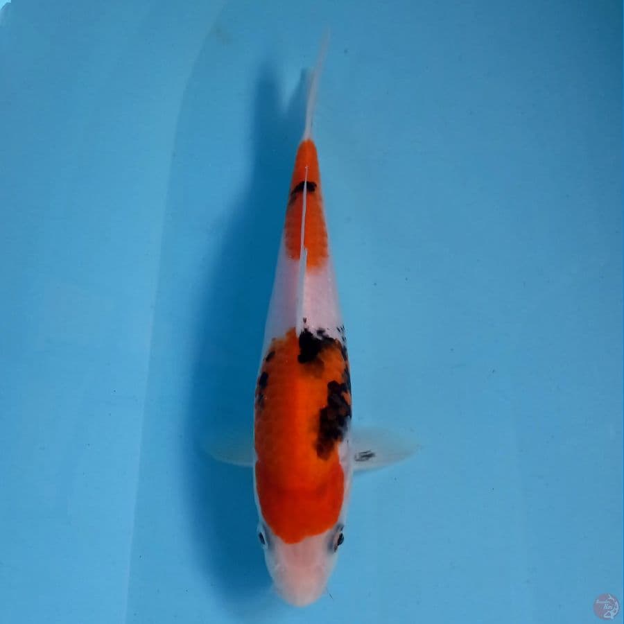 showa, 21 cm