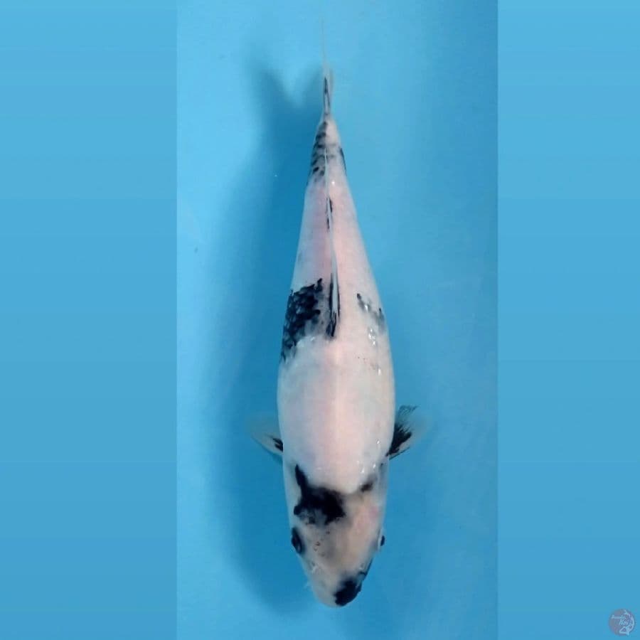 shiro, 28 cm